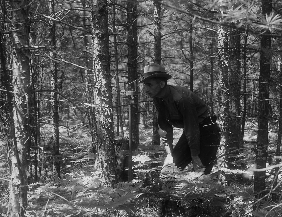 image of district ranger taking inventory in the forest 1920s
