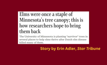 Over a maroon background is a screenshot of the Star Tribune's article "Elms were once a staple of Minnesota's tree canopy; this is how researchers hope to bring them back." Below that in gold text is, "Story by Erin Adler, Star Tribune."