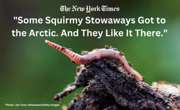 A photo of an earthworm on a tree stump. The New York Times logo is at the top of the photo. Below it is the text, "'Some Squirmy Stowaways Got to the Article. And They Like It There."