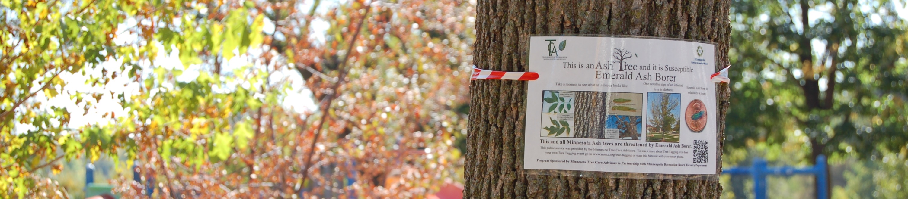 image of an ash tree with a warning tag for emerald ash borer beatle