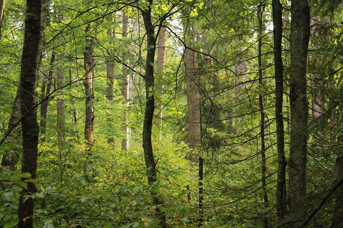 image of Cloquet Forestry Center teaching forest, trees and dense vegetation