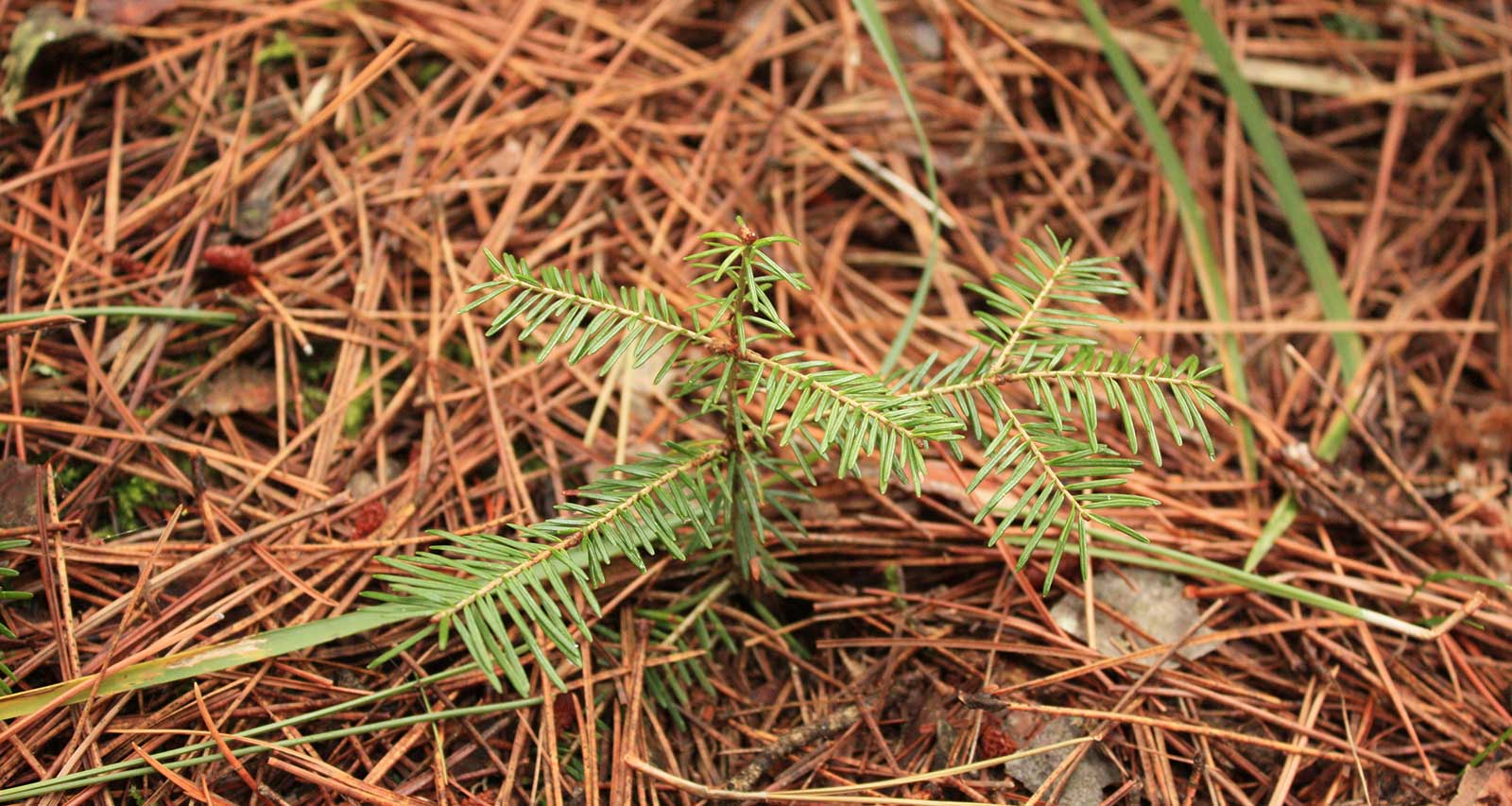 image of pine sapling on needle substrate