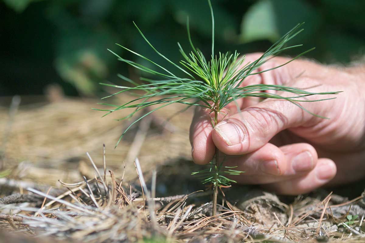 image of small pine sapling being place into the ground gently by hand