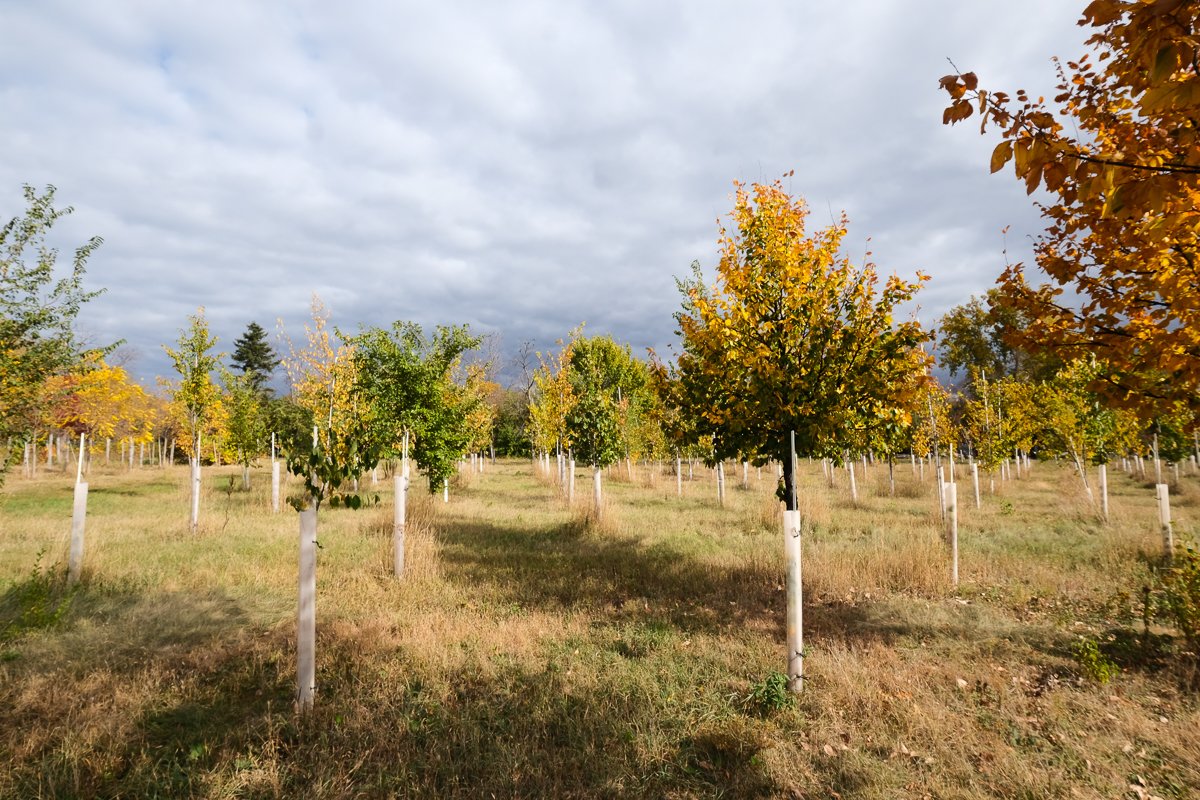 Young elm trees are planted in rows in a field. It is autumn and their leaves are various shades of green, yellow, orange, and red. Each tree's trunk is wrapped in plastic tubing for support. The sky overhead is cloudy.
