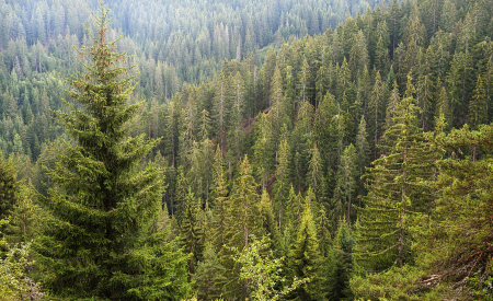 An aerial photo of a dense evergreen forest. 