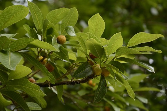 Branches of a ramón tree with fruit. 