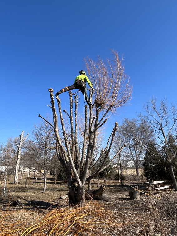 A man, shown from behind, stands atop a bare willow tree. He is at work pruning it.