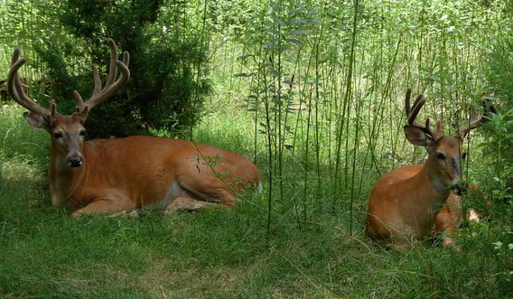 Two white-tail deer with antlers lie nestled in grass. 