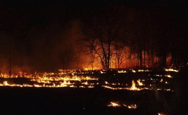 image of a controlled forest burn at night