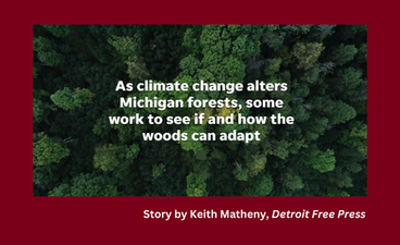 Screenshot of the article "As climate change alters Michigan forests, some work to see if and how the woods can adapt."