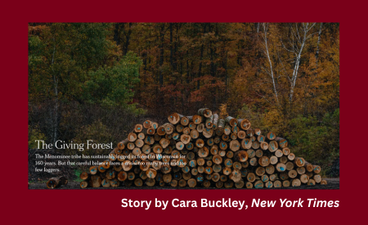 Screenshot of the New York Times article "The Giving Forest" against a maroon background with the text "Story by Cara Buckley, New York Times" in white. In the screenshot, the article's title is also written in white over a photo of a wide stack of logs, the ends of which are marked with blue chalk; behind them is a glimpse into a dense forest with trees in rich autumnal colors.