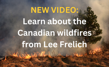 A photo of a wildfire, in which a single evergreen emerges from a field of smoke; grasses underneath it are aflame. Bold text overlays the image, reading: "New Video: Learn about the Canadian wildfires from Lee Frelich."