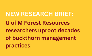 Text over a gold background reads, "New research brief: U of M Forest Resources researchers uproot decades of buckthorn management practices."