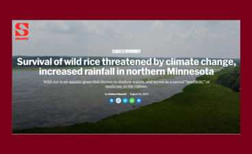 A screenshot of the article "Survival of wild rice threatened by climate change, increased rainfall in northern Minnesota." The title is in white text over a photo of a lake. Below the title is the subtitle: "Wild rice is an aquatic grass that thrives in shallow waters, and serves as a sacred 'mashkiki' or medicine, to the Ojibwe." The Sahan Journal logo is overlaid in the upper left corner. 