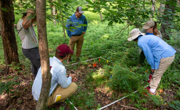 Five researchers study a small square plot of forest land outlined with PVC pipes. Inside the plot is common buckthorn and flags markers.