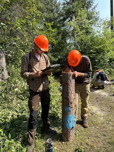 Two students in field gear and orange hardhats record timber measurements. One leans over the top of a piece of timber, which is standing vertically, and writes something. The other holds a clipboard and a pen.