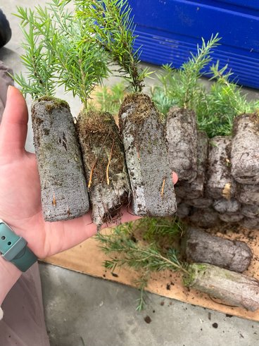 A light-skinned hand with a gray watchband around its wrists holds three eastern hemlock seedlings with fabric wrapped around their roots. Additional seedlings are stacked on a table below the hand. A small blue cooler is on the table behind the stacked seedlings.