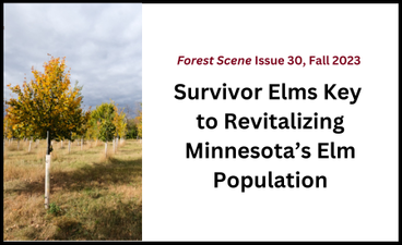 At left is a photo of an elm tree nursery in fall. To the right of it is the name of the article ("Survivor Elms Key to Revitalizing Minnesota's Elm Population") below the name and date of the publication.