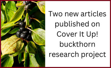 At left is a close-up photo of ripened buckthorn fruits on a branch. To the right of that image is the text, "Two new articles published on Cover It Up! buckthorn research project. 