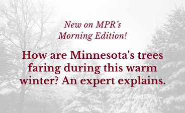 In the background is a faded photo of treetops covered in snow. Over that in maroon text is, "New on MPR's Morning Edition: How are Minnesota's tree faring during this warm winter? An expert explains."