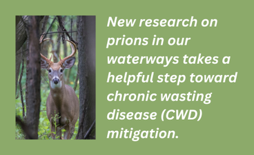 At left is a photo of a male white-tailed deer. It stands amidst several tree trunks and is looking directly at the camera. To the right of that photo is the text, "New research on prions in our waterways takes a helpful step toward chonic wasting disease (CWD) mitigation."