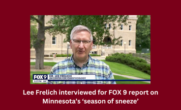 A screenshot of Lee Frelich speaking in front of the gym and trees on the St. Paul UMN campus. He wears glasses and a plaid shirt. The FOX 9 logo and his name and affiliation (UMN Center for Forest Ecology) run across the bottom of the screen.