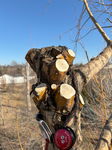 Close-up of a willow's main stem with all of the scaffold limbs removed. 