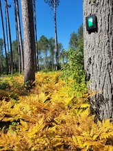 photo of pine trees against a clear blue sky with yellow understory foliage and a green tag on one of the trunks.